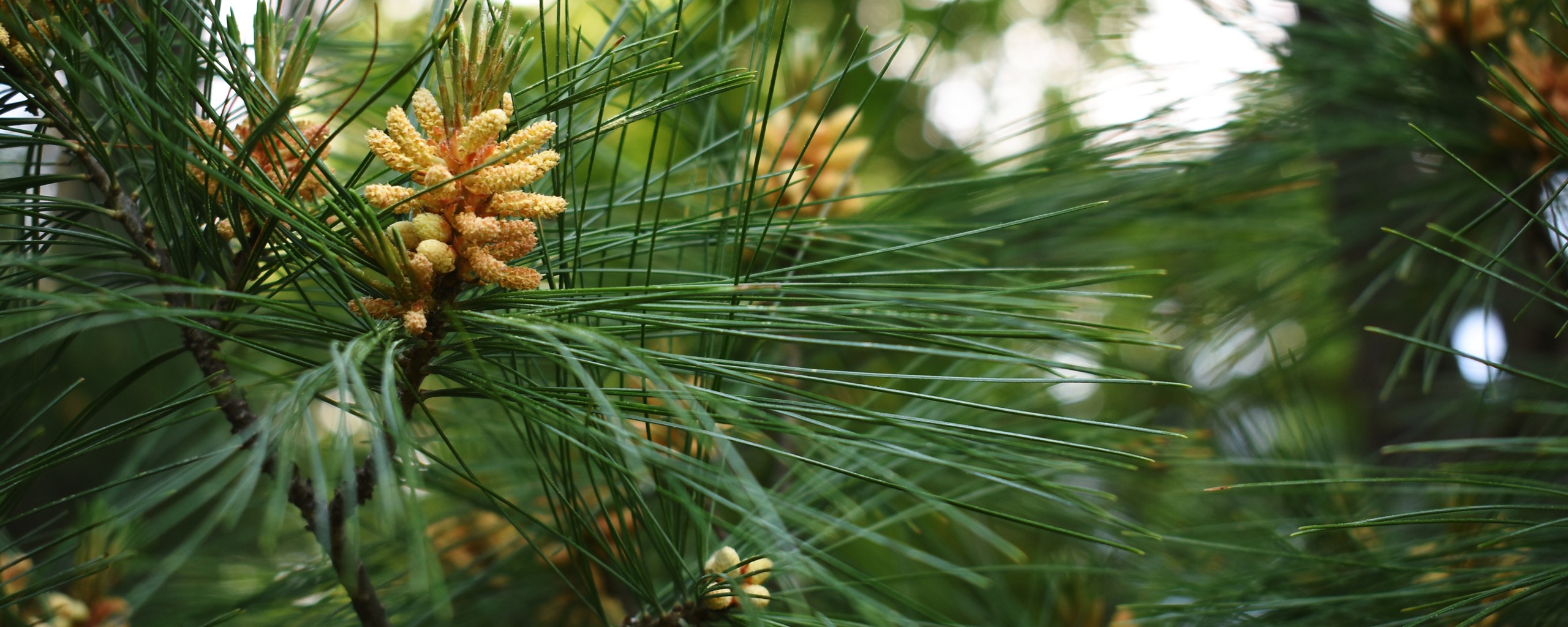 pine needles of white pines with pollen cones